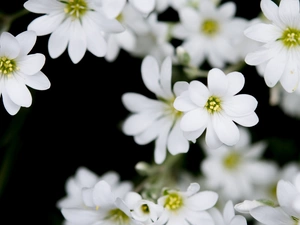 White, Flowers, Cerastium, change