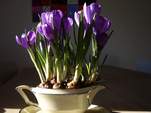 china, purple, crocuses