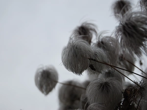 Chinese clematis