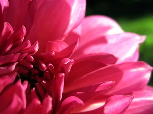 chrysanthemum, flakes, Flower