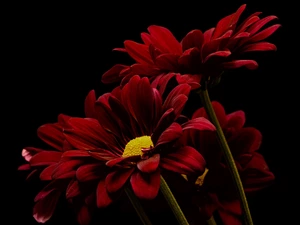 Flowers, background, dark, chrysanthemum