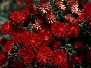 red hot, Flowers, chrysanthemum