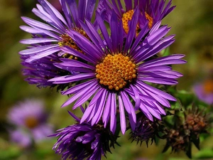 Violet, chrysanthemum