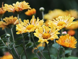 Chrysanthemums