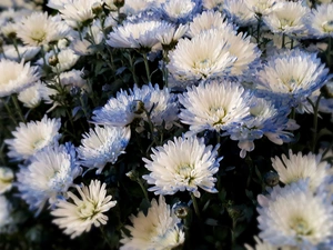 Chrysanthemums, white, Blue