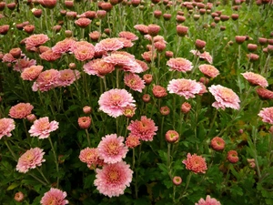 change, Flowers, Chrysanthemums, Pink