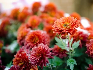 Chrysanthemums, Close