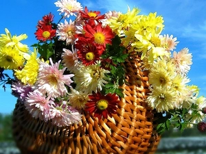 Chrysanthemums, basket, color