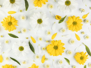 Yellow, Chrysanthemums, flakes, White, Flowers