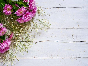 Flowers, Gipsówka, bunch, Chrysanthemums