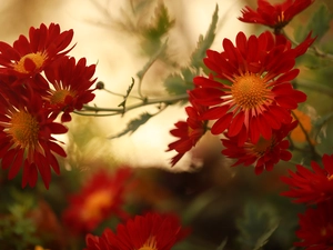 Chrysanthemums, Red, Flowers