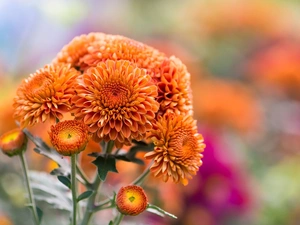 Orange, Chrysanthemums