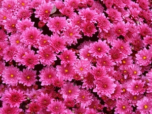 Pink, Chrysanthemums