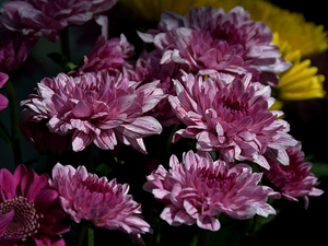 Chrysanthemums, white, Purple