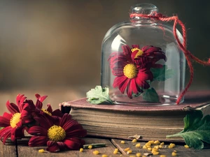 glass, Flowers, twine, Chrysanthemums, Book, dish, Leaf