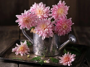 watering can, Flowers, Chrysanthemums