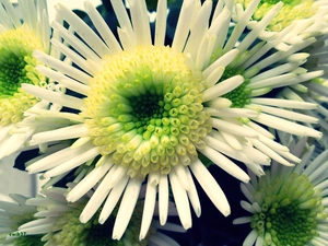 Yellow, Chrysanthemums, White, green, Flowers