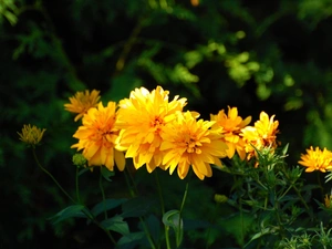 Yellow, Chrysanthemums