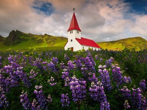 lupine, green ones, iceland, Mountains, Myrdalshreppur Municipality, Meadow, Church, Vík í Mýrdal Village