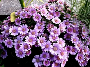 cineraria, purple, Flowers