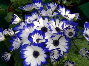 cineraria, blue, White