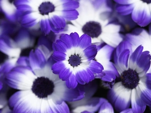 cineraria, purple, White