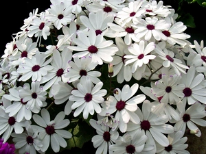 cineraria, White