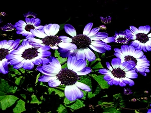 cineraria