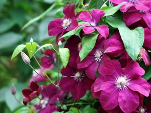 claret, Clematis