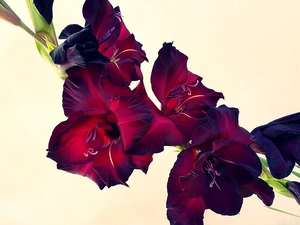 claret, gladiolus