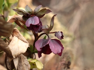 claret, Helleborus