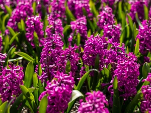 claret, Hyacinths