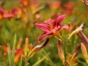 Daylilies, claret