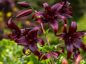 Flowers, Tiger lily, claret