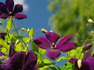 Clematis, claret, Flowers