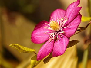 Clematis, Colourfull Flowers