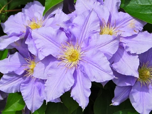 Flowers, Clematis, leaves, Clematis