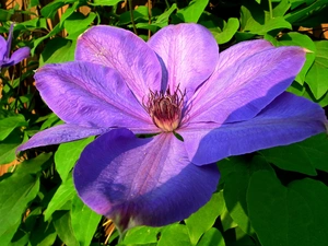 Clematis, nature, Flowers