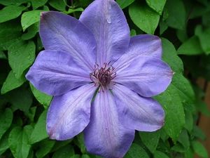 Clematis, nature, Flowers