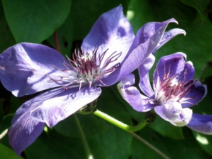 Clematis, nature, Flowers