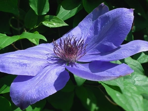 Clematis, nature, Flowers