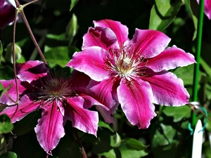 Clematis, Pink, Flowers