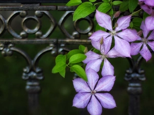 Clematis, purple, Flowers