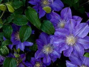 Clematis, purple, Flowers