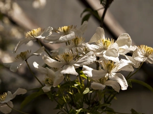 Flowers Light, White, Clematis