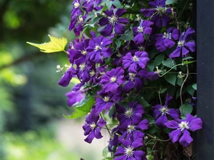 pendant, Clematis