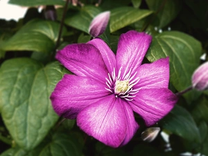 Clematis, Flowers, Pink