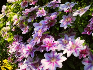 Clematis, Flowers, Pink