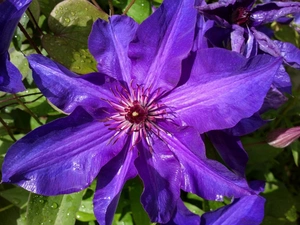 Clematis, blue, traveller