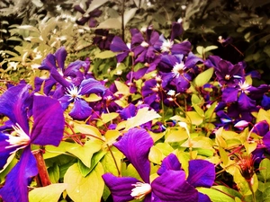 Clematis, Violet, traveller